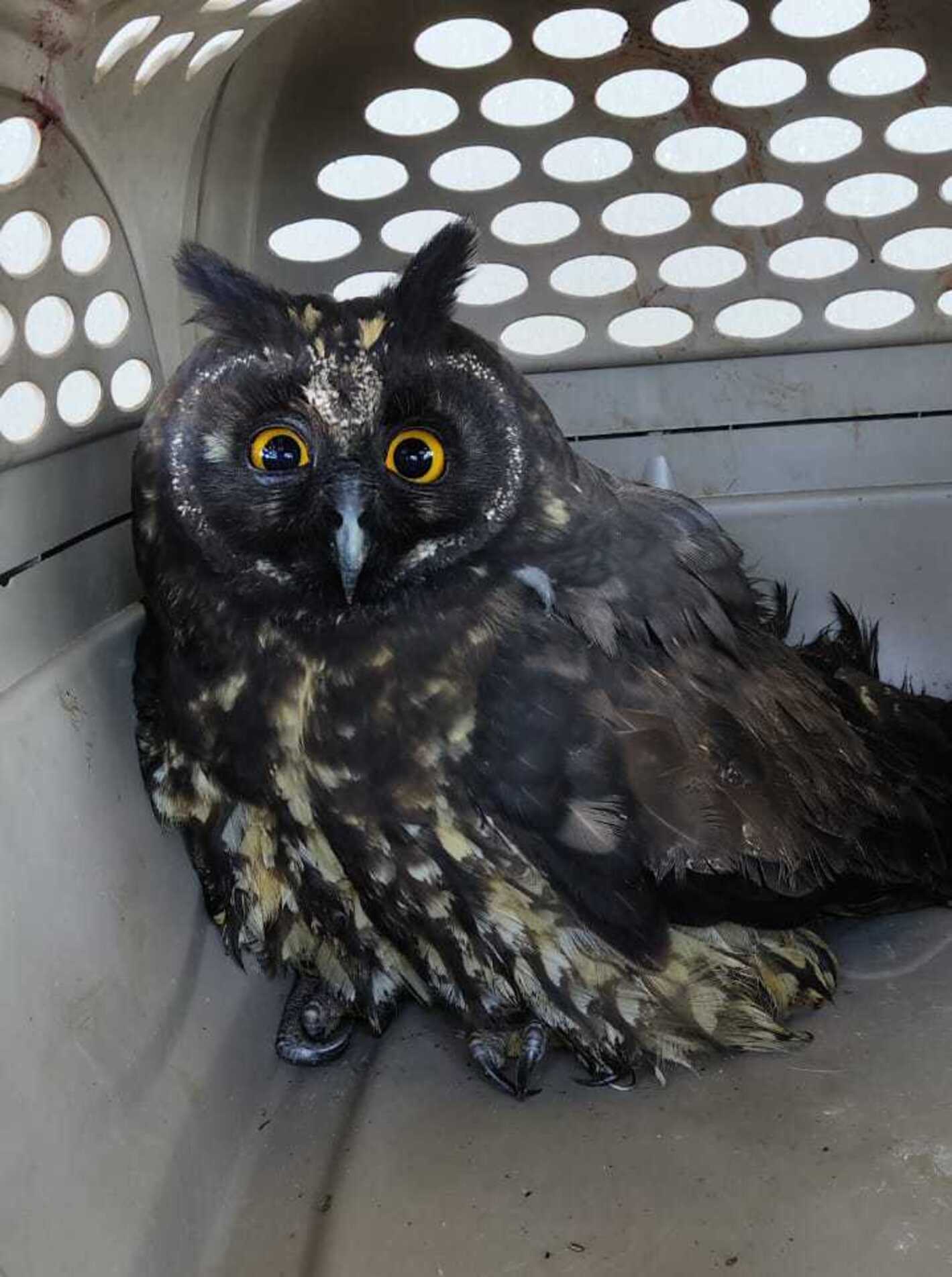 Aves silvestres são resgatadas em Tapiraí e seguem para reabilitação