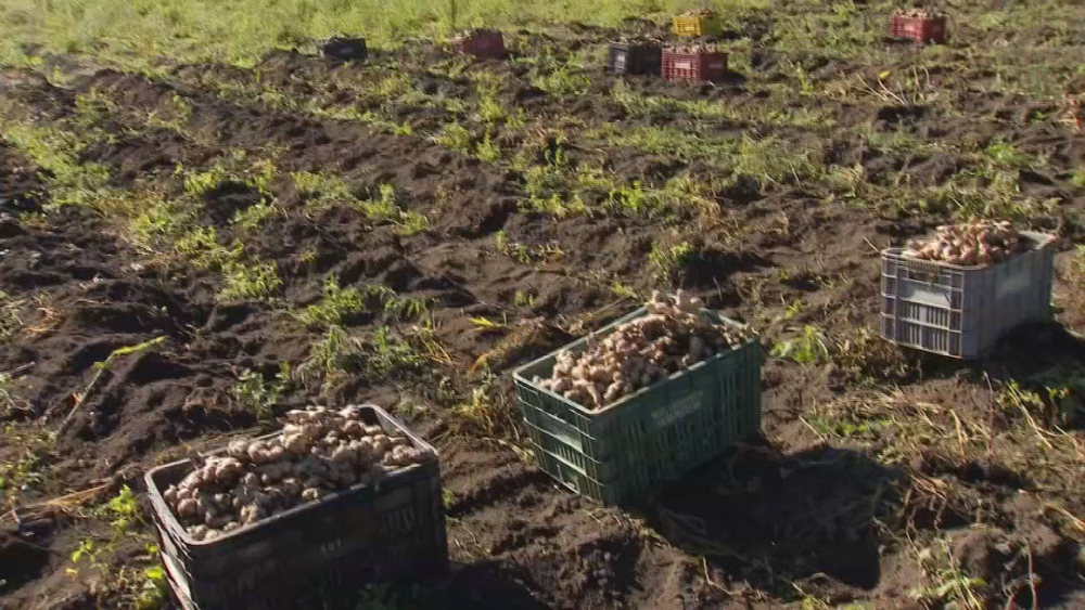 Tapiraí une tradição e tecnologia para fortalecer a produção de gengibre no município