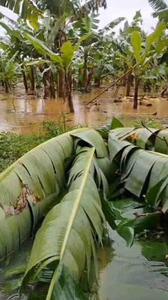 Enchentes no Vale do Ribeira devem reduzir produção de banana em 30% e impactar mercado até 2027